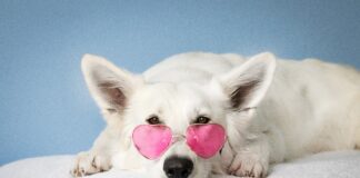 Линяння в котів та собак: причини та методи боротьби